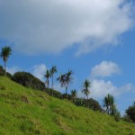 Ti-kouka (cabbage trees) marching up to Lookout Point 2012