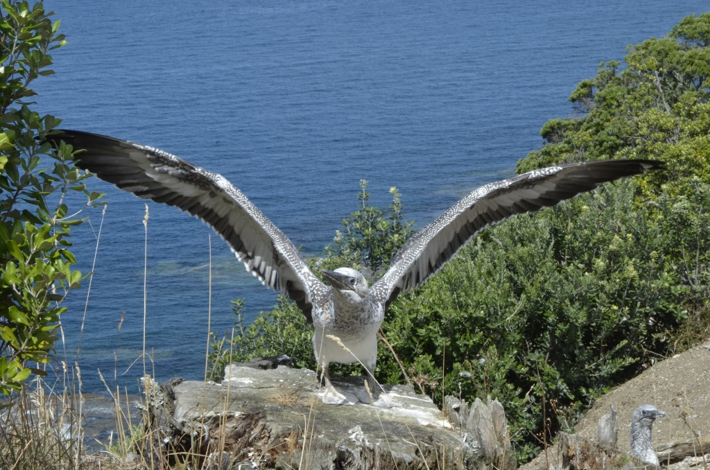 Juvenile gannet flexing wings. Only days away from fledging