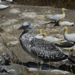One of first juvenile gannets to survive on Motuora