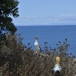 Second of two juvenile gannets on Motuora