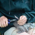Banding the first fluttering shearwater to hatch on Motuora