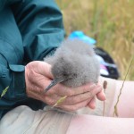The first fluttering shearwater to hatch on Motuora one month old.