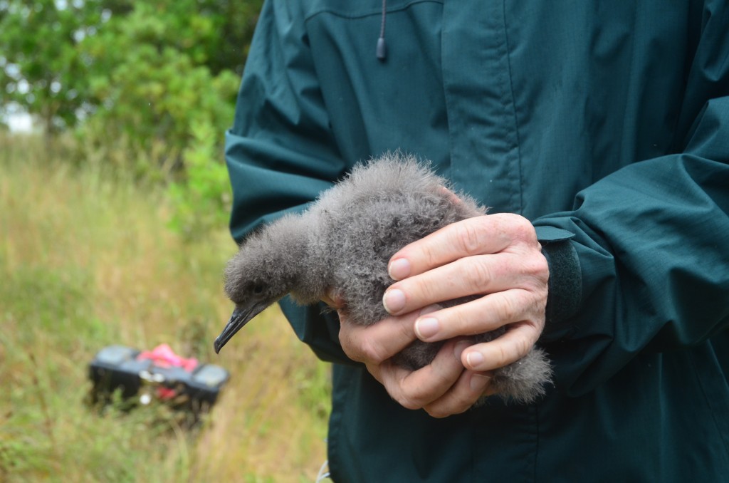 The first fluttering shearwater to hatch on Motuora about to be banded by John Stewart current MRS chair.