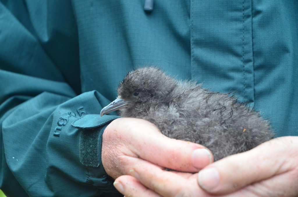 The second fluttering shearwater to hatch on Motuora.