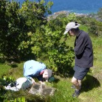 John and Kay inspecting Pycroft's petrel burrow